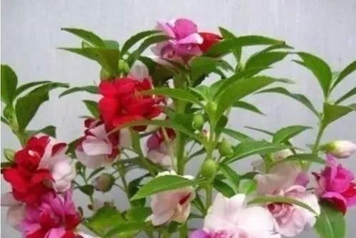 开花最香的4种花,家里养一盆,花姿妖娆,四季繁花似锦,美