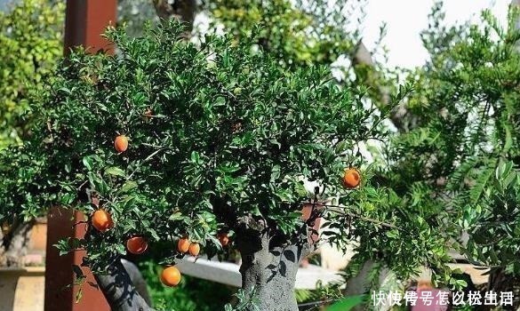 金弹子|“值钱”的2种花,放家里养,越来越“富有”,第2种能卖上万!