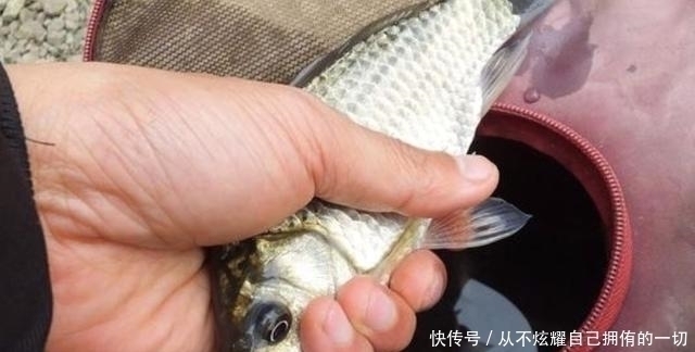 浮漂|为啥别人连竿你却没口？二十年老钓手道破真相，不服来辩！