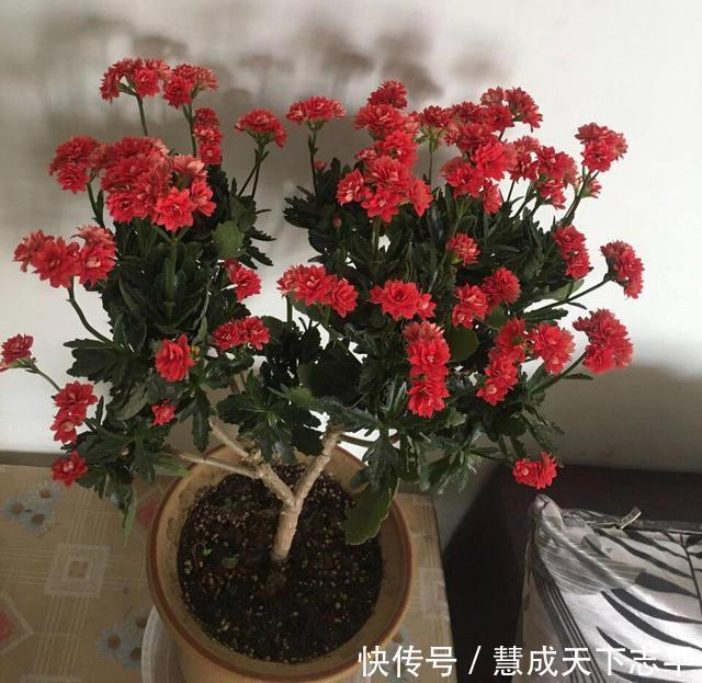 壮观|长寿花“老桩”太难看其实越老越壮观,开成“小花树”