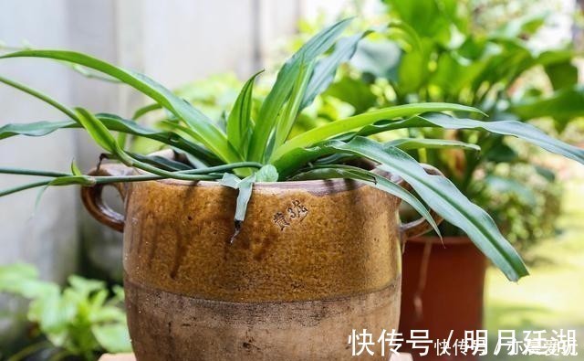 吊兰|卧室就养4种花,“养人”又养气,不是没有道理