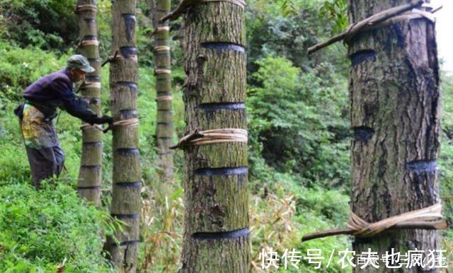 5种有剧毒的树木,吃不得碰不到,遇到要“绕道走”,认识不吃亏