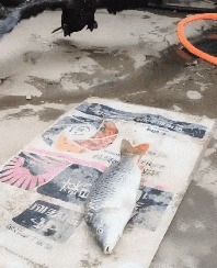 |搞笑GIF:妹子,你是不是第一次骑车?电动车是有刹车的