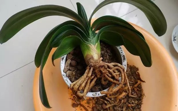 君子兰总烂根、烂心,盆里丢下“这2物”,根系爆盆,开花红艳艳