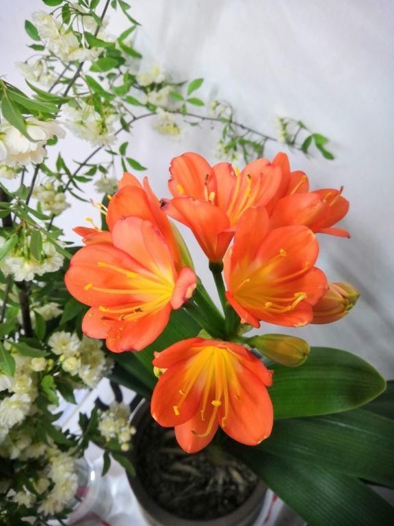 君子兰不开花?那是你没注意这几点,不然花朵开爆盆