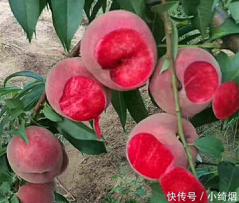 阳台不要再浪费，聪明人此样做，绿色健康，吃不完还可以卖