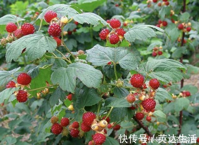 树莓|在农村，有1种山莓奇特，以往叫它“树莓”，果子价值高，请爱惜