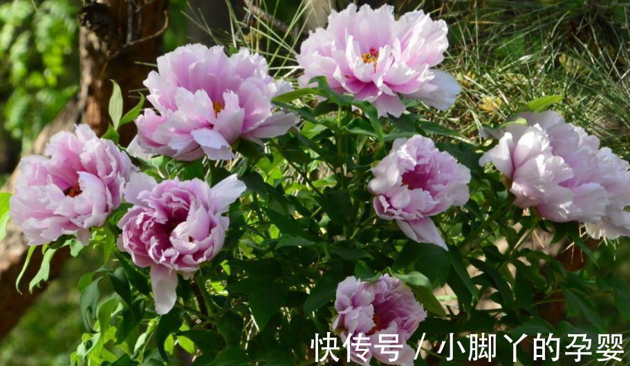 5款“长寿花”，摆在客厅上档次，越养价值越珍贵，值得拥有