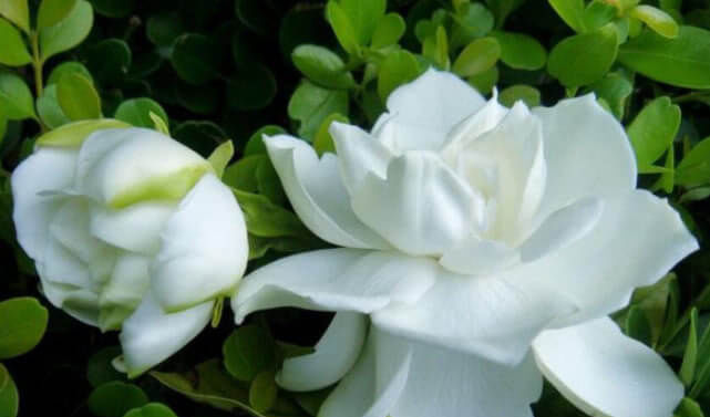 蚯蚓|养栀子花、茉莉花，学会关键“1招”，不黄叶、掉蕾，花开满枝