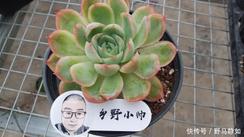 多肉服|多肉服盆难,了解这4个原因再纠正,肉肉轻松服盆