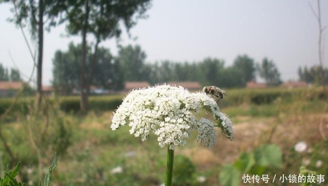 野草|一种野草是蛇的天然“床铺”，开花美价值高！野外遇到最好别碰！