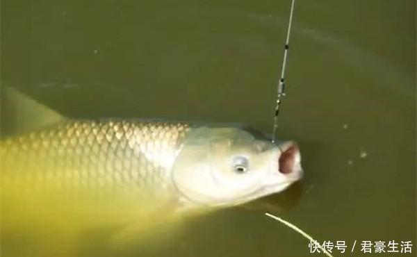 铅坠|跑铅钓法又叫底坠跑线钓法,满足这些要点,线才能“跑”起来