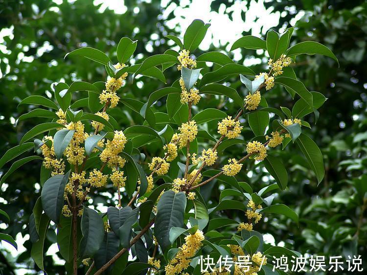 桂花|桂花夏天怎么养教你3个养护小妙招,花期9月,香味“飘香十里”