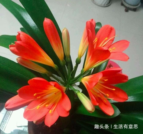 养君子兰，水里加“2药片”，大白根呼呼长，1月不管开爆盆！