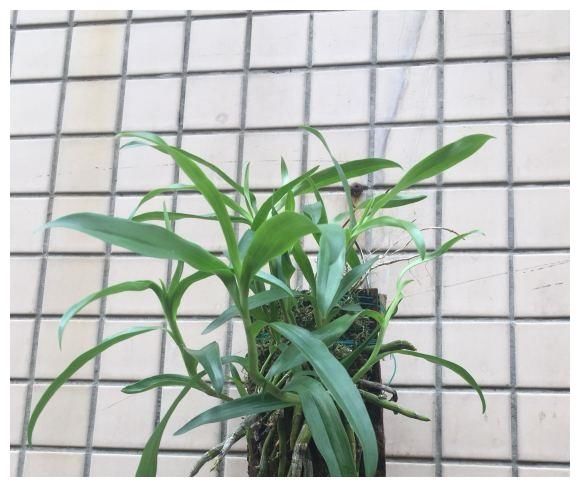 用一块木头就能养的花，不需要施肥，只要浇浇水，夏天就能开