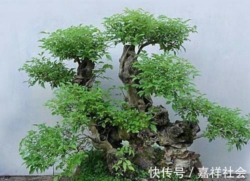 怎样才能将山上常见的荆疙瘩做成漂亮的盆景？