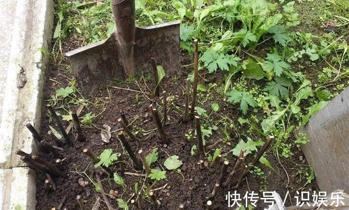 伤口|秋天给花铲一锹,一盆变五盆,根本不用扦插!