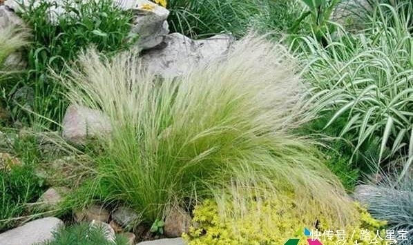 16个花园庭院设计技巧，掌握了还怕设计不出好看的花园吗？