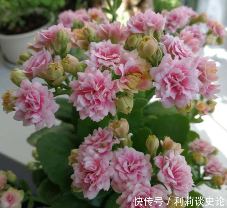 开花最香的4种花,家里养一盆,满屋飘香,比绿萝好养