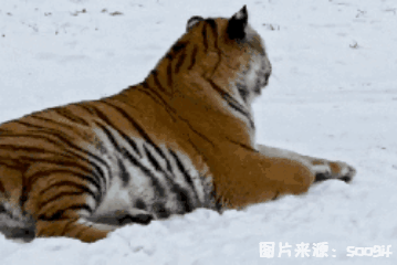 没有它，我会死