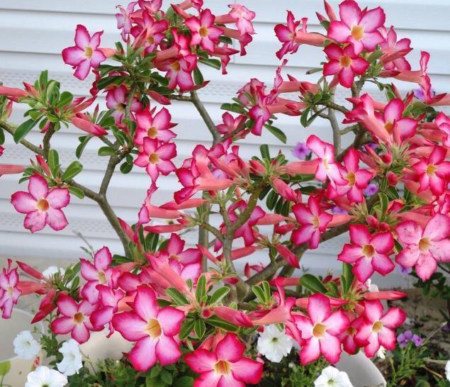 介质|居家盆栽想将旧土转化为新土掺杂进它们，变废为宝！