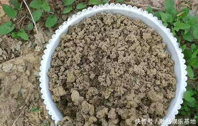 有机肥|“它”是天然“有机土”,直接种花不用发酵,生长茂盛,开花爆盆