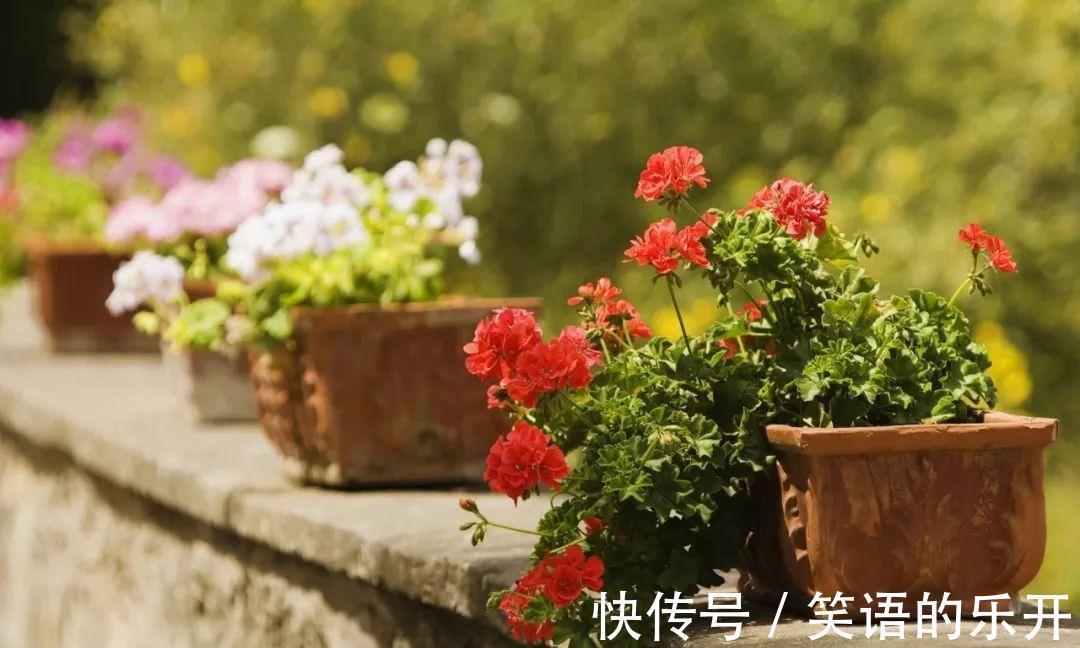 花卉好不容易熬过冬,初春这5点没做好,分分钟死给你看