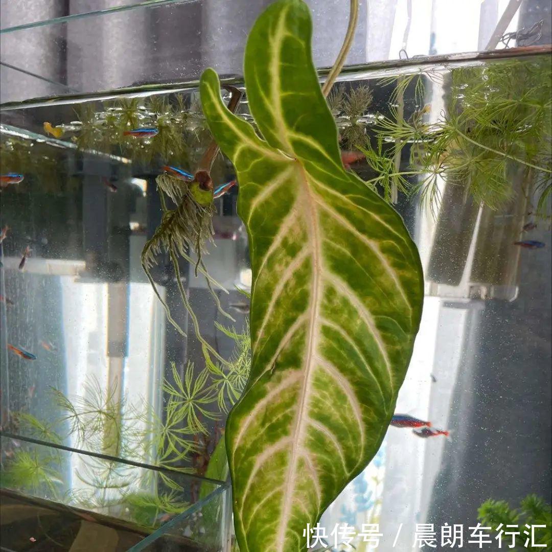 绿萝可以扔了,养盆“格调”花,颜值高还有气质