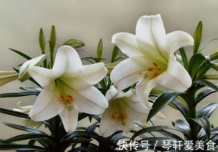 阳台|这几款植物养在家里，一年四季开花不断，阳台开成花海！