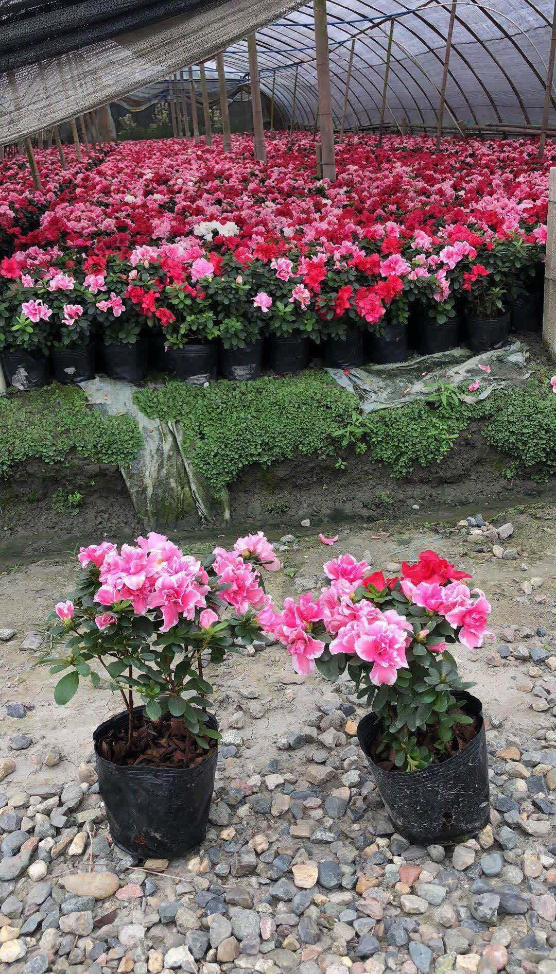 公认难养活的花,你可别轻易买,别中了商家的“邪道”,白花钱