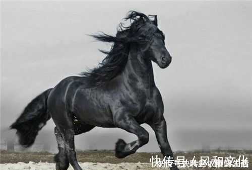 曹操#中国历史上的6匹名马,除了赤兔马,其余的5匹你都知道么