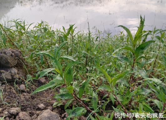 辣椒|辣蓼草比辣椒还辣,却是做酒曲不可少的原材料,附酒曲制作方法