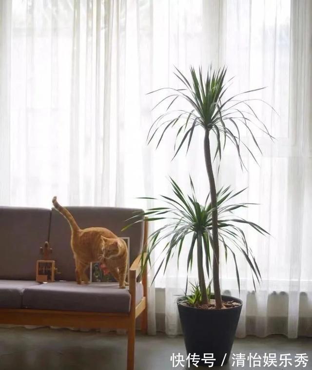 养护|8种“丑花”，个个都有好兆头，家里养几盆，镇宅吉祥，越养越爱