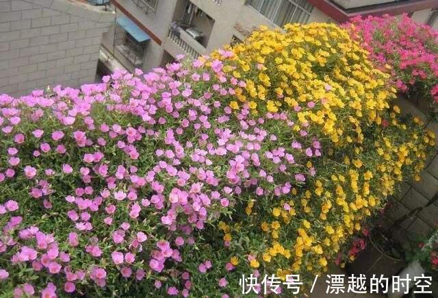 养盆栽太阳花,注意5点,疯长爆盆,枝上都是花儿,天天开不停