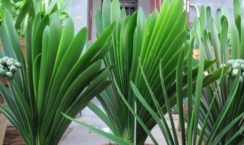 君子兰有个“酒肚子”，30天灌一次，叶子宽又绿，开花碗口大