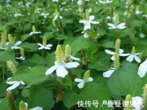 咳嗽|立冬后,肺热咳嗽不止,莫慌!常用此草煮水,清热解毒,咳嗽不咳