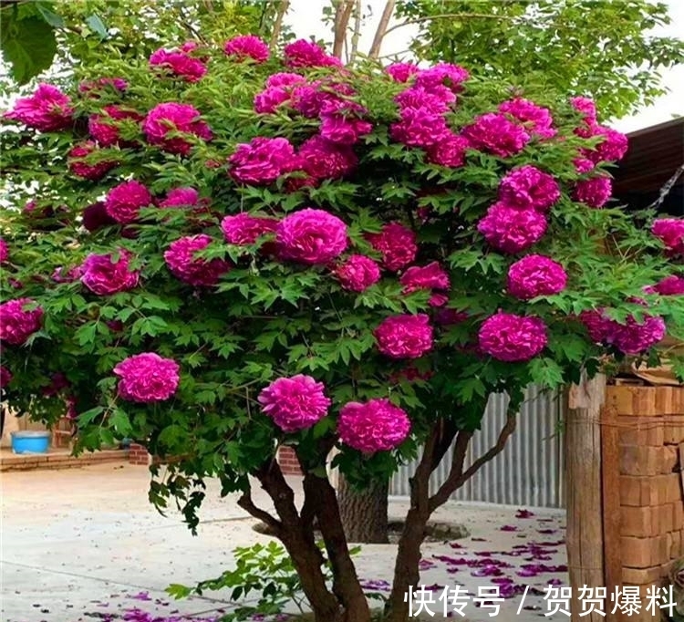 家有五树,儿孙都富!有院子建议栽5种树,看花,收果,寓意吉利