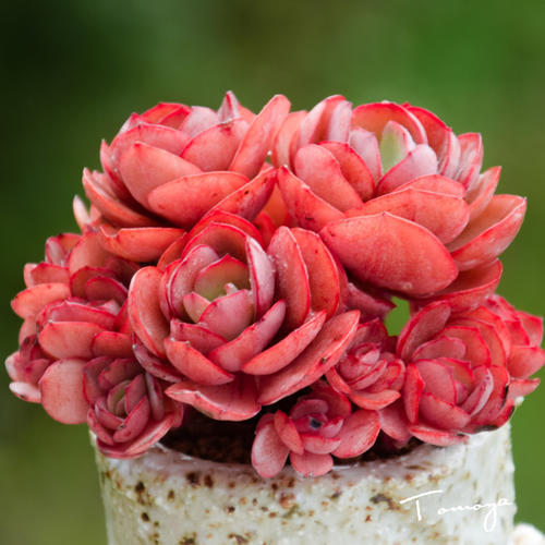 新手养花,不如养盆花中精品“秀妍”,花期超长,养护简单