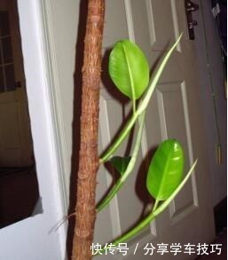 养花盆里加点“它”,橡皮树的小芽、新叶“层出不穷”,长势喜人!