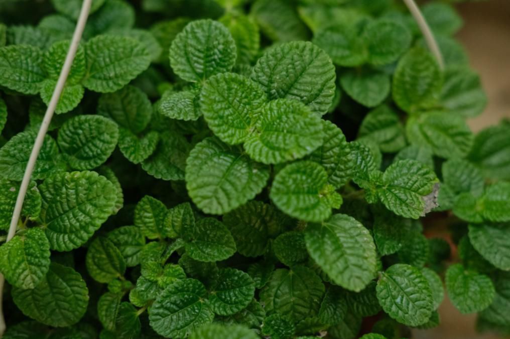 家有烟鬼养这4种花,释放氧气净化空气,就是二手烟的克星