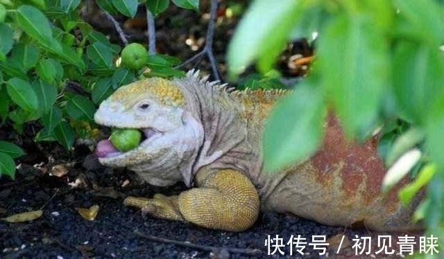 剧毒|毒番石榴树有多毒,摸都摸不得,在树下躲雨都能中毒