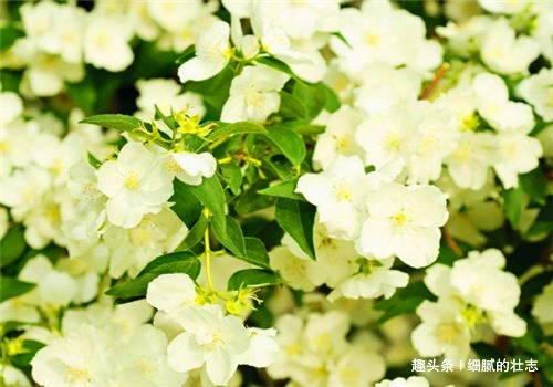 茉莉花鸡片|冬天女性可以坚持吃4种食物，排出毒素，美容养颜，滋养女性子宫