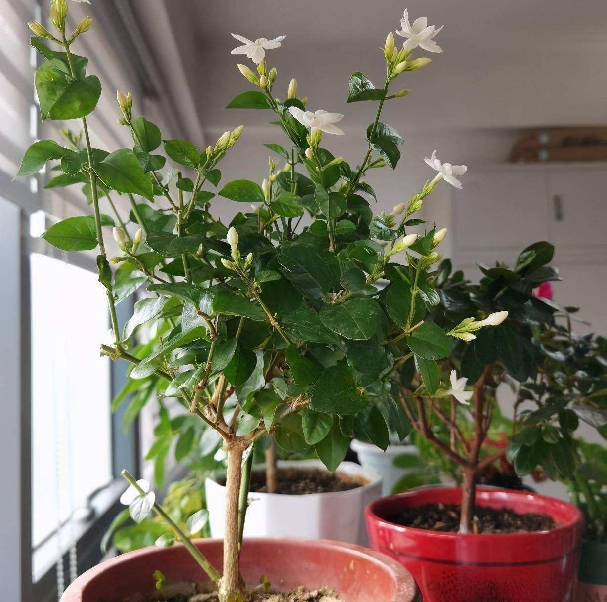 想要茉莉花“勤开花”,“秘诀”全部在这里,不会的花友都学学!