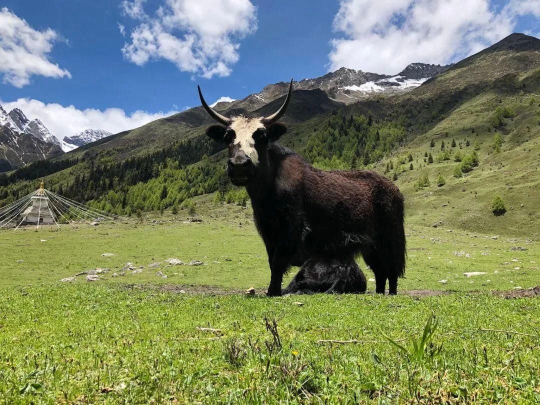 双桥沟|四姑娘山，给你一整个夏天的温柔