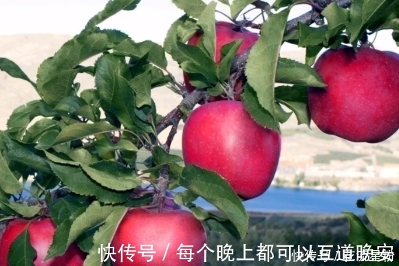 好处|晚上睡前吃几口苹果,连吃一周,3个好处不请自来,谁吃谁受益