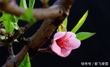 朱熹看见路旁乱草 赋诗抒怀 这首诗充满哲理 值得细读 快资讯 朱熹看见路旁乱草 赋诗抒怀 这首诗充满哲理 值得细读 快资讯