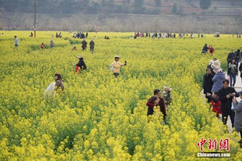 老年|云南昆明：市民油菜花海找春天