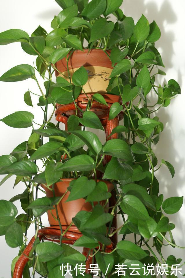 此“药片”谁家都有,秋天养花来1片,吊兰、绿萝“疯长”