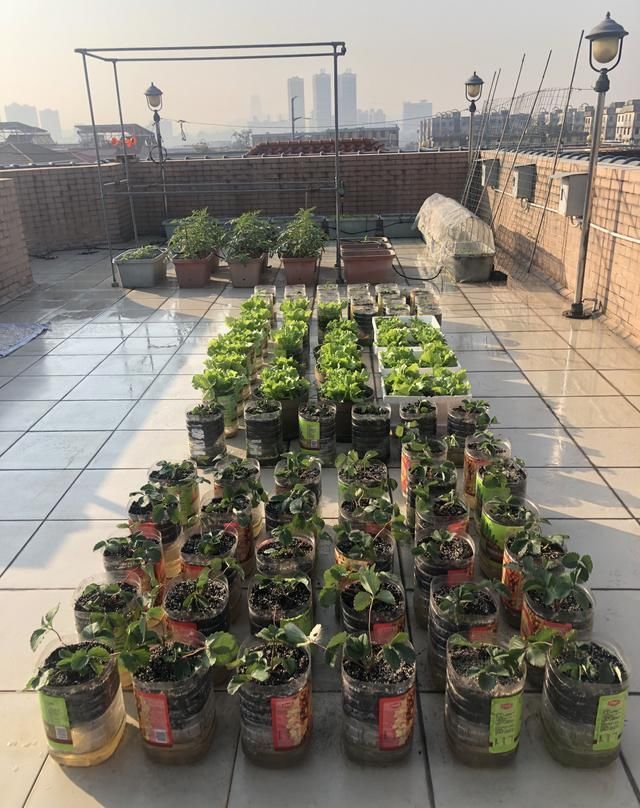 家庭种菜,用10个空油桶、泡沫箱,青菜辣椒收获不停,省钱又好吃