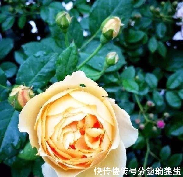 花卉|鱼肠养花,4个方法除臭效果好,花卉长得旺,开花多!